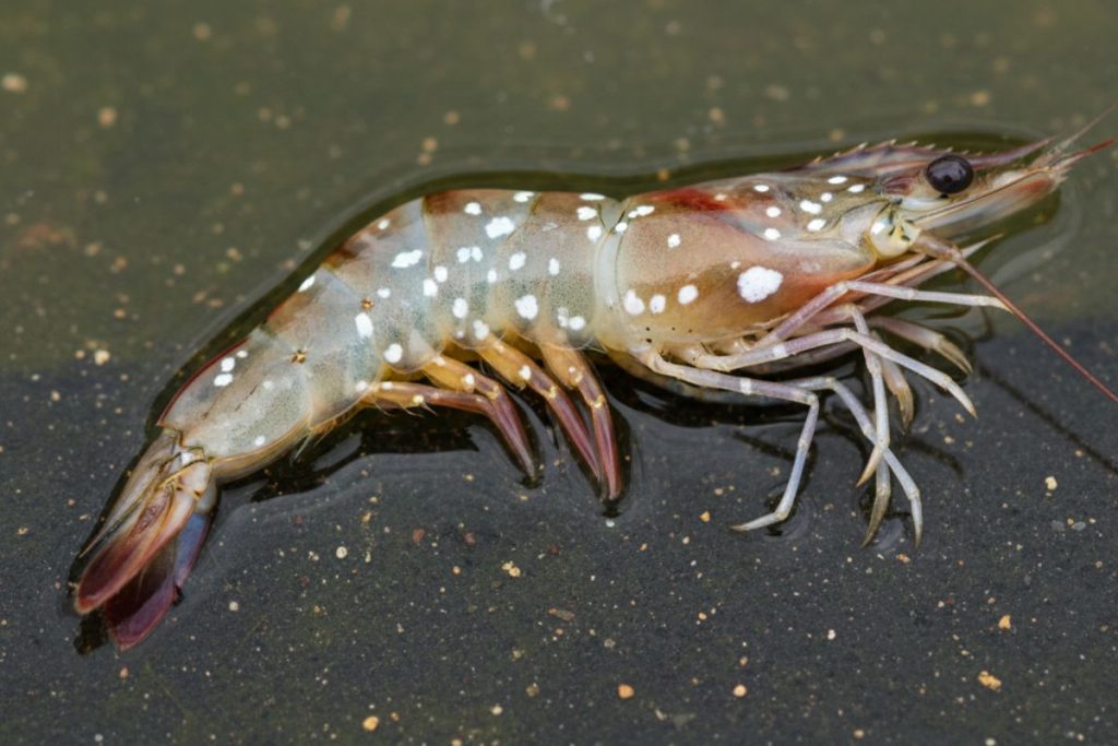 Shrimp Diseases: Prevention, Symptoms & Treatments