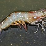 Shrimp Diseases: Prevention, Symptoms & Treatments